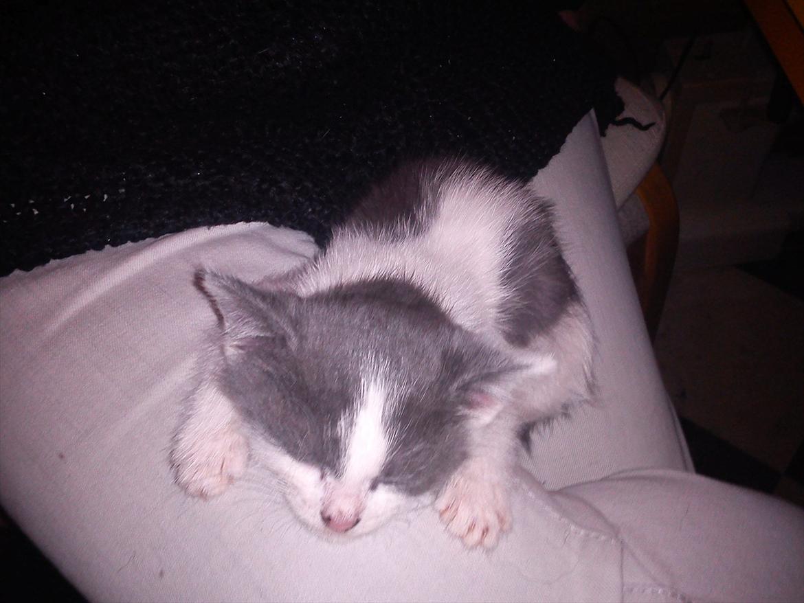 Blanding af racer smut billede 4