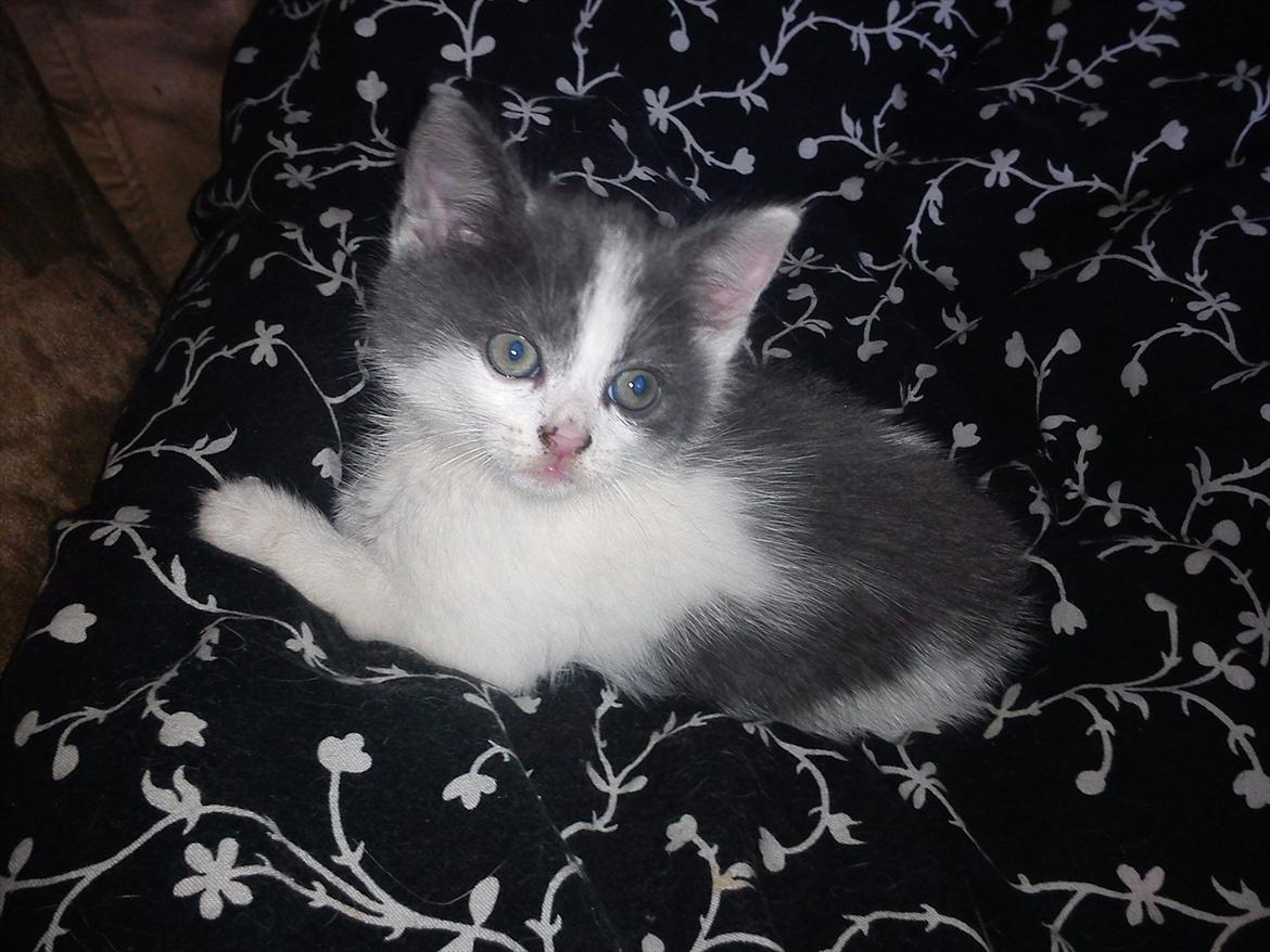 Blanding af racer smut billede 5