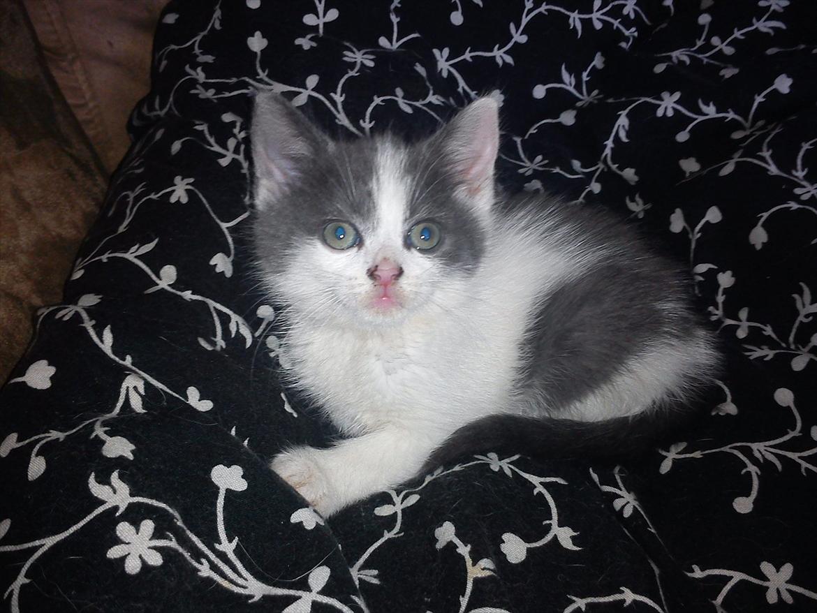 Blanding af racer smut billede 6