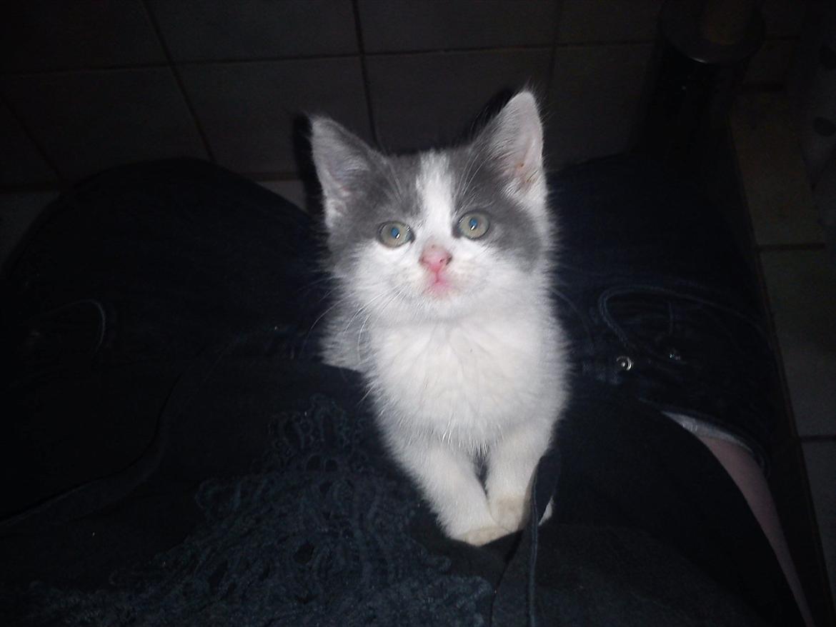 Blanding af racer smut billede 7