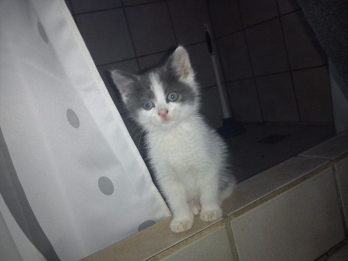 Blanding af racer smut billede 8