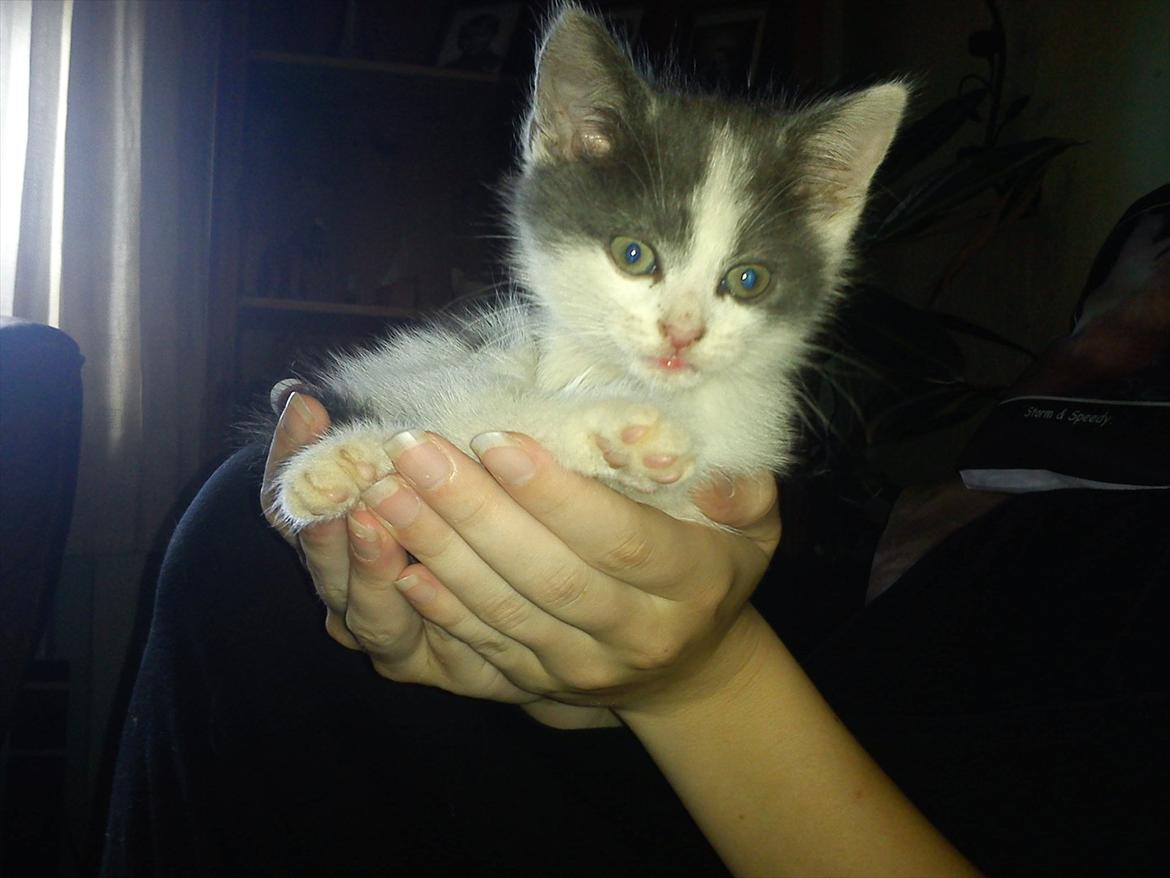 Blanding af racer smut billede 9