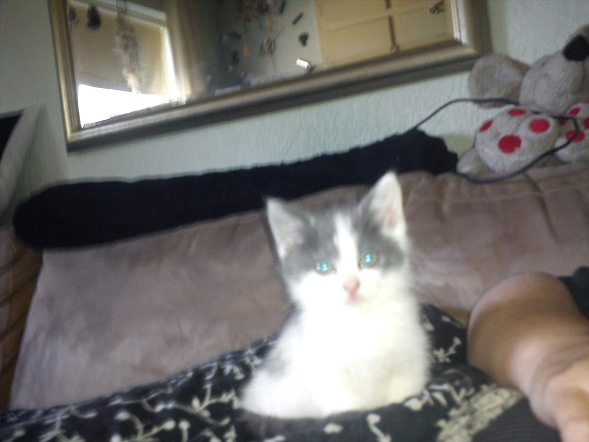 Blanding af racer smut billede 10