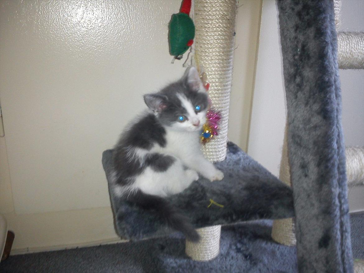 Blanding af racer smut billede 11