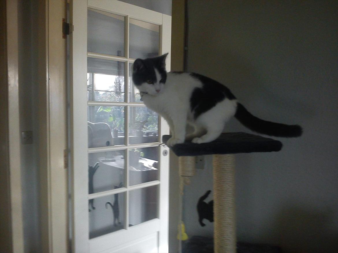 Blanding af racer smut billede 12