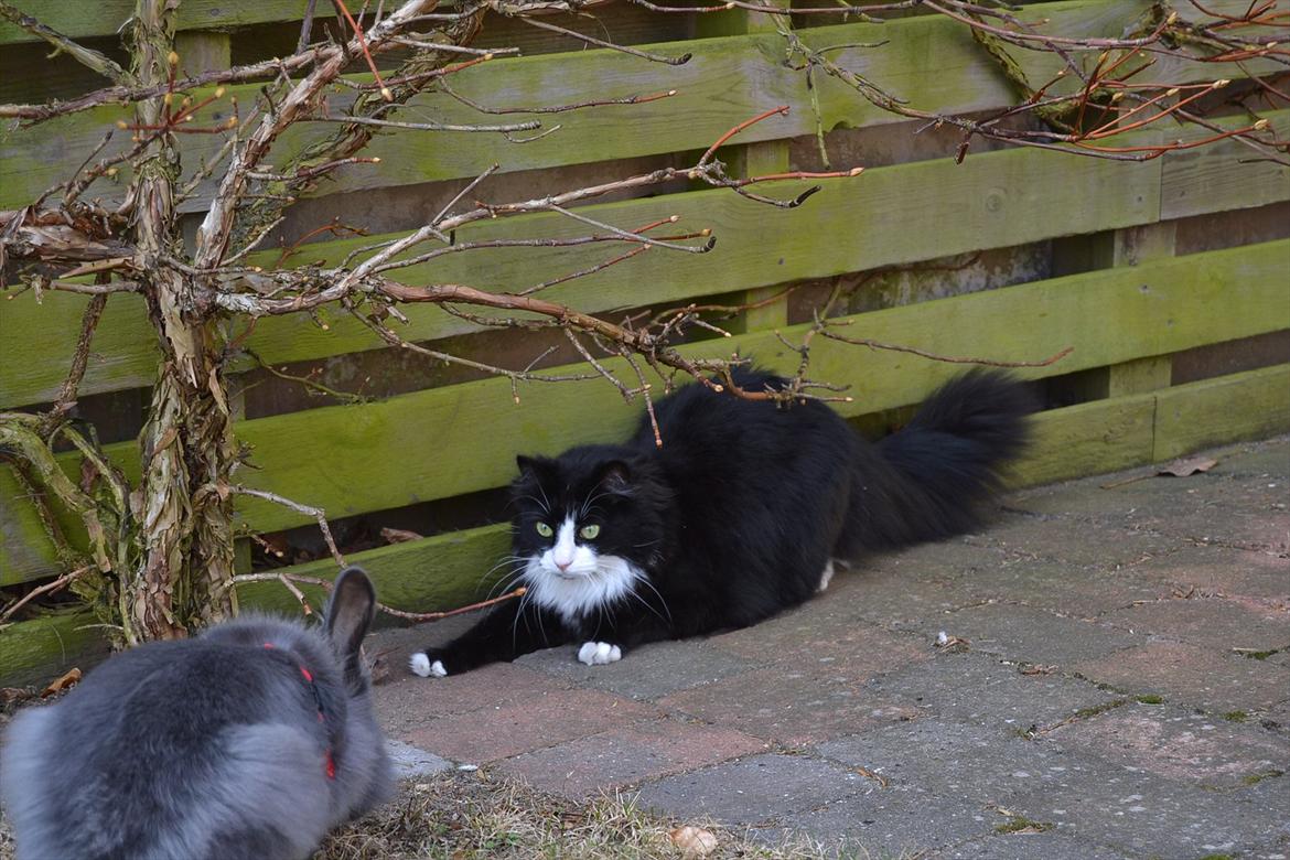 Blanding af racer » Silke <3 - 8) billede 7