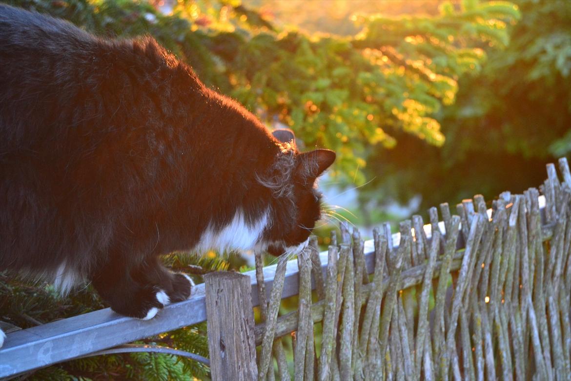 Blanding af racer » Silke <3 - 7) billede 6