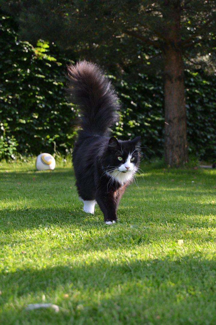 Blanding af racer » Silke <3 - 9) billede 8