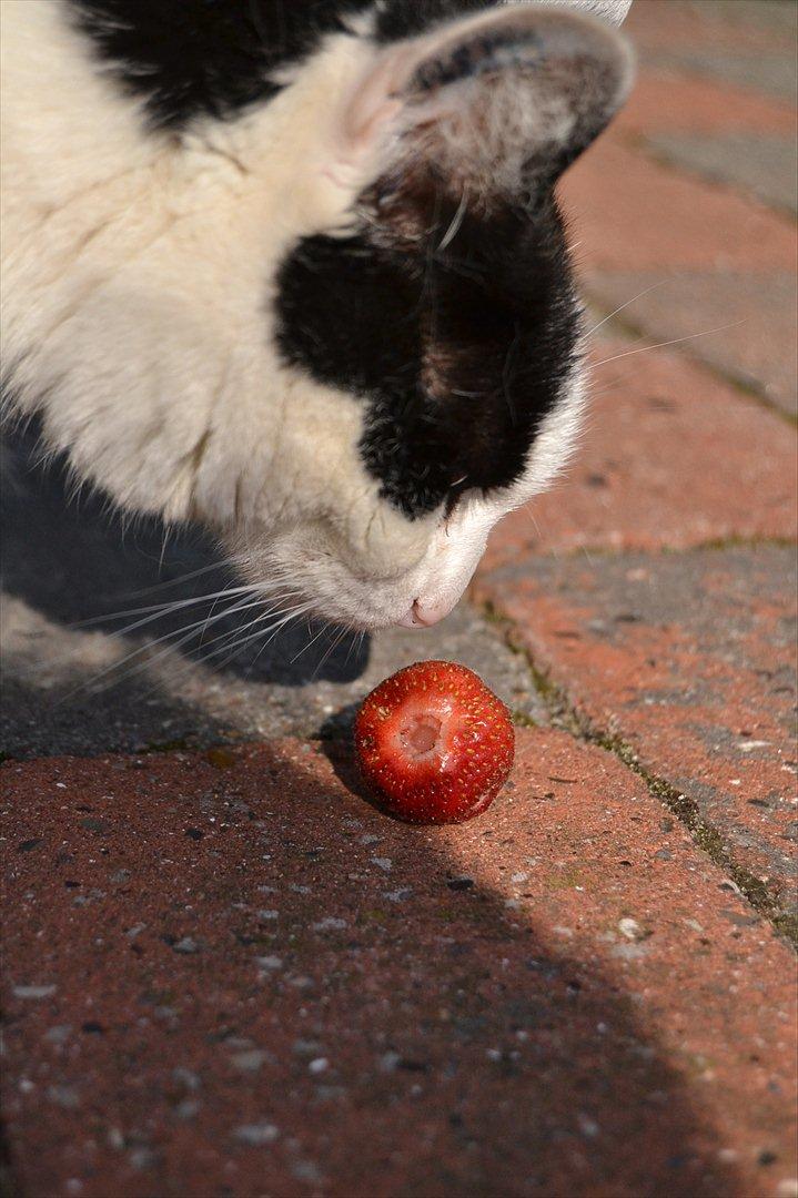 Huskat » Josefine<3 - 15: Stemnings billed ;-) billede 15