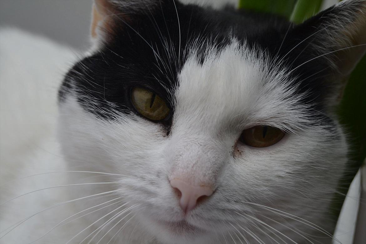 Huskat » Josefine<3 - 10; Søde pige :-)) billede 10