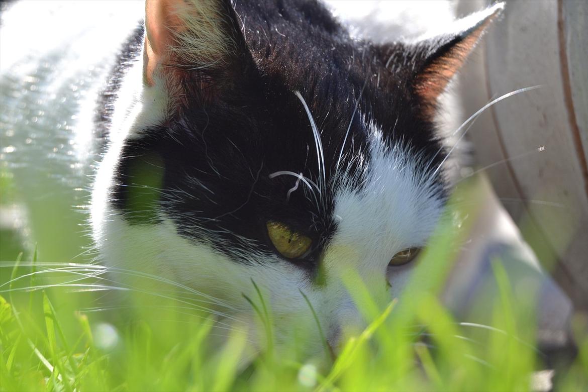 Huskat » Josefine<3 - 7; søde øjne <3 billede 7