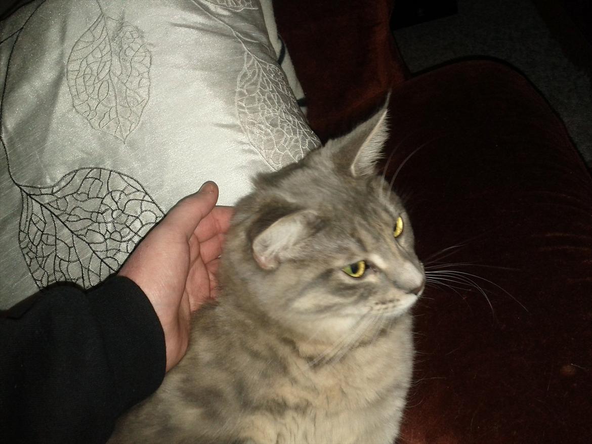 Maine Coon Mis billede 9