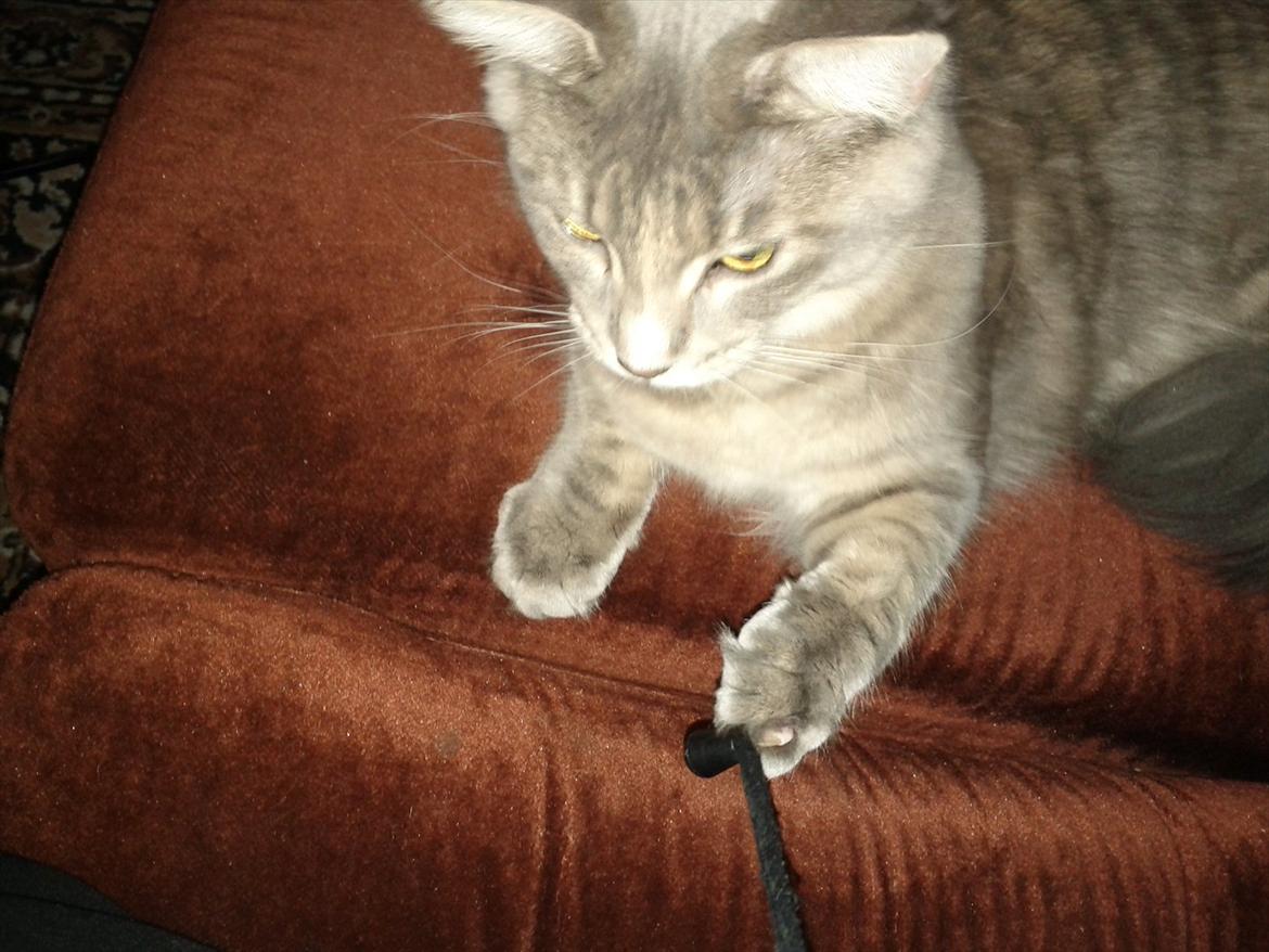 Maine Coon Mis billede 17