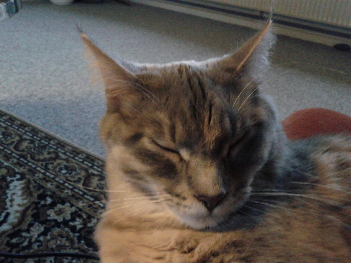 Maine Coon Mis billede 18