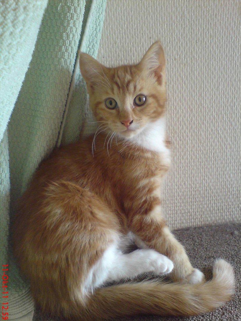 Blanding af racer Balou - Velkommen til Balou's profil billede 1