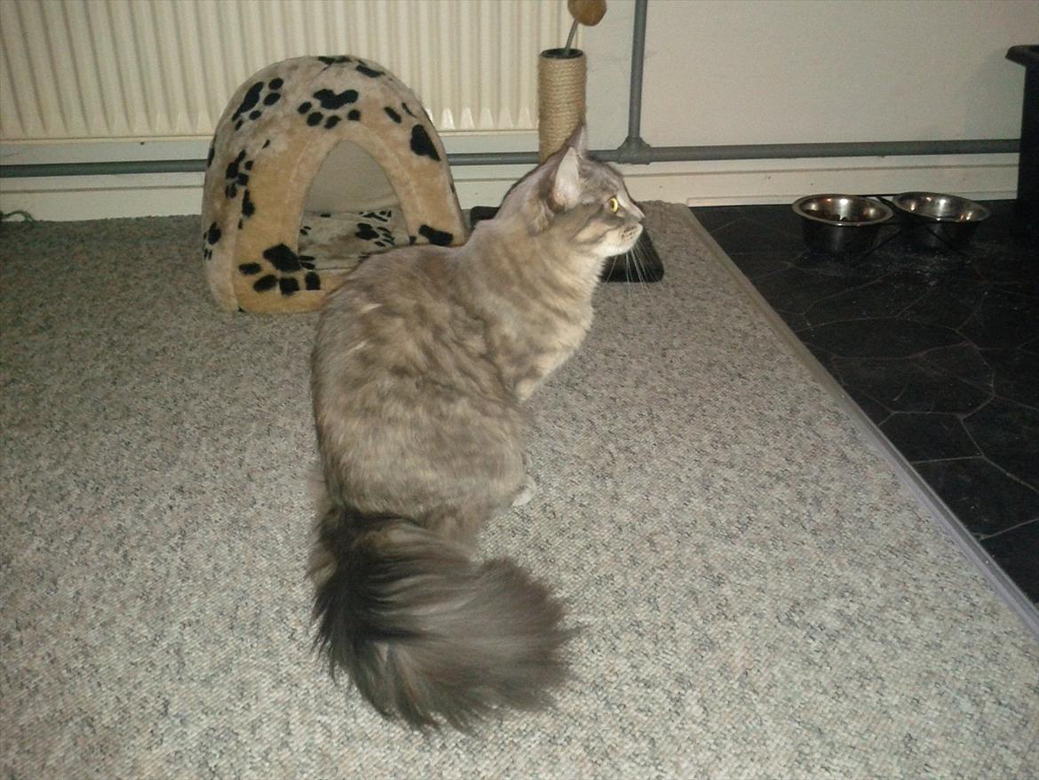 Maine Coon Mis billede 20