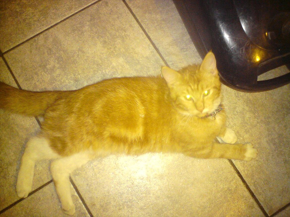 Blanding af racer Balou - Min lille løve <3 billede 2