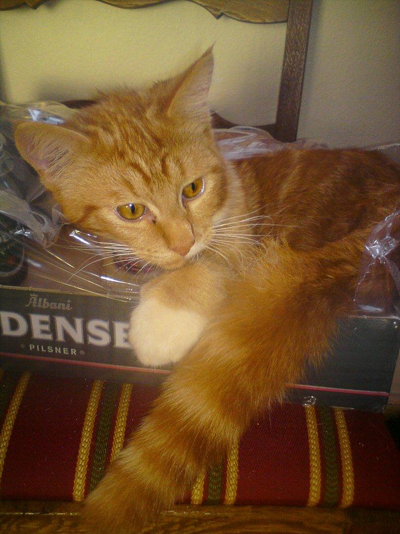 Blanding af racer Balou - Elsker at ligge i en papkasse med plastik på <3 billede 4