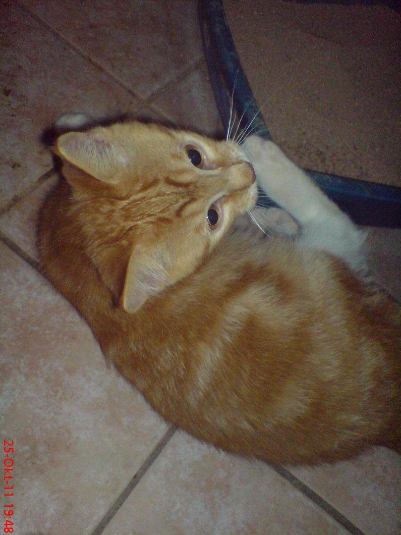 Blanding af racer Balou - <3<3 billede 12