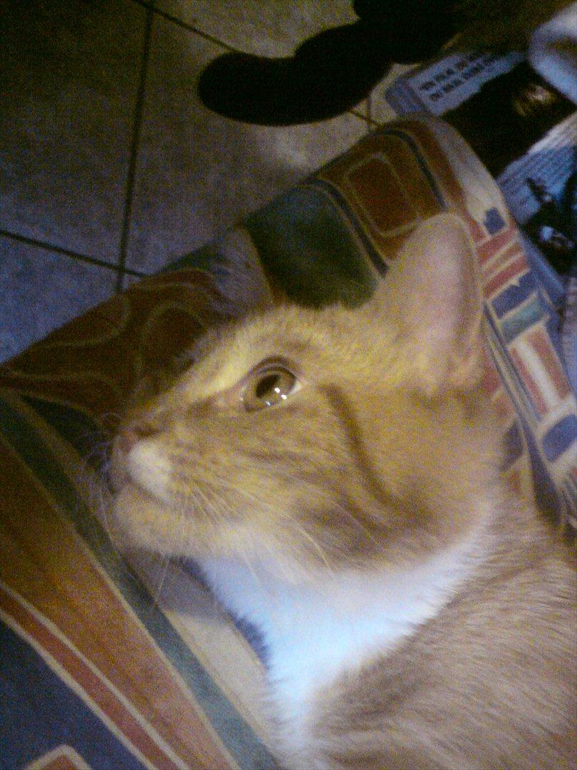 Blanding af racer Balou - Håber i nød billederne af Balou <3 billede 19