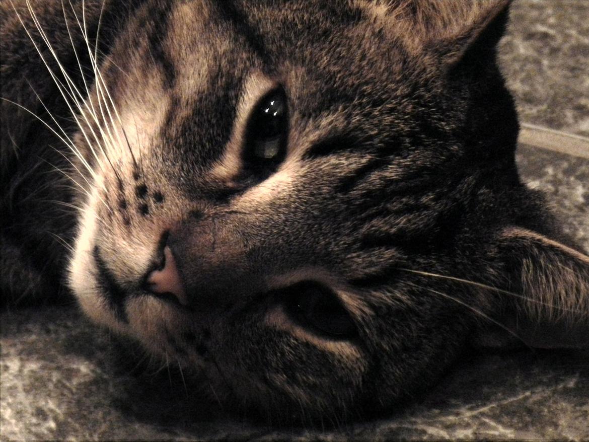 Blanding af racer Fritz "Supermissen! (:" - Smukhed billede 5