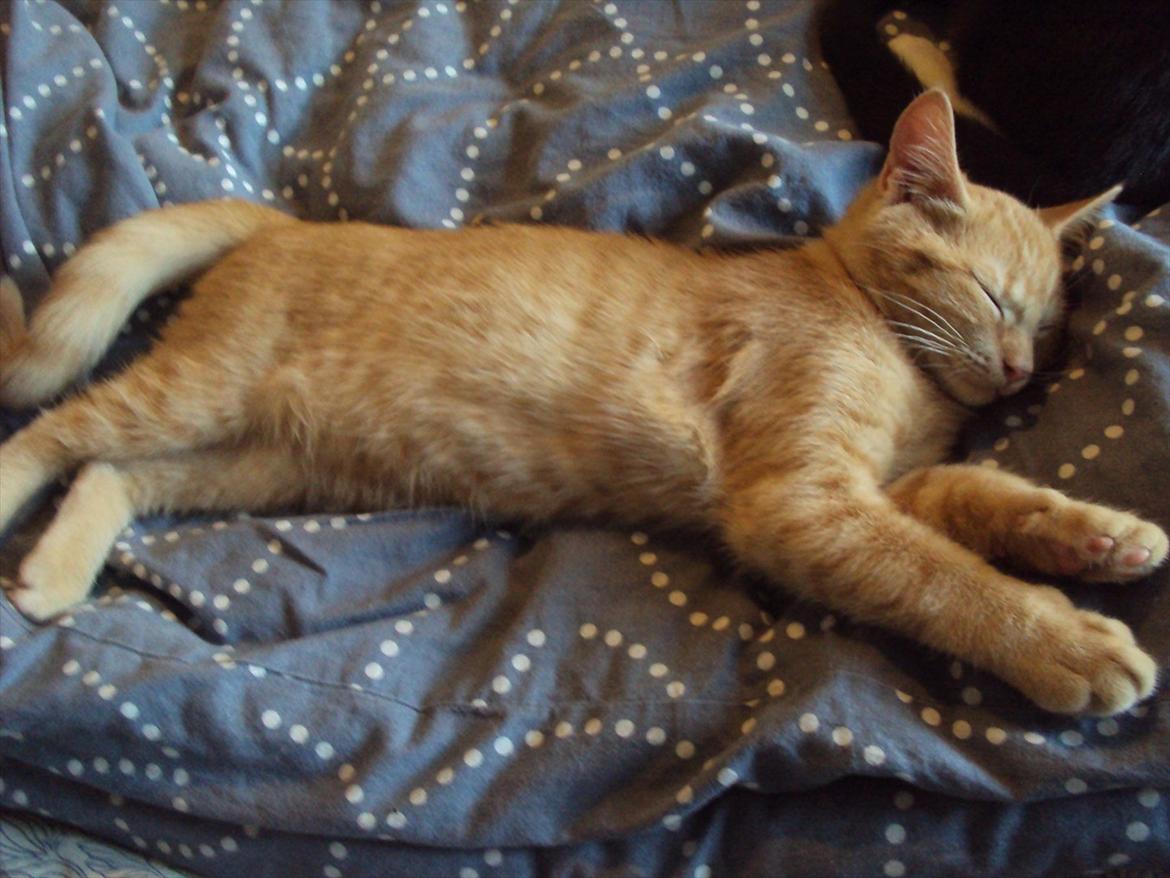 Huskat Milo - efter en hård dag udenfor! billede 10