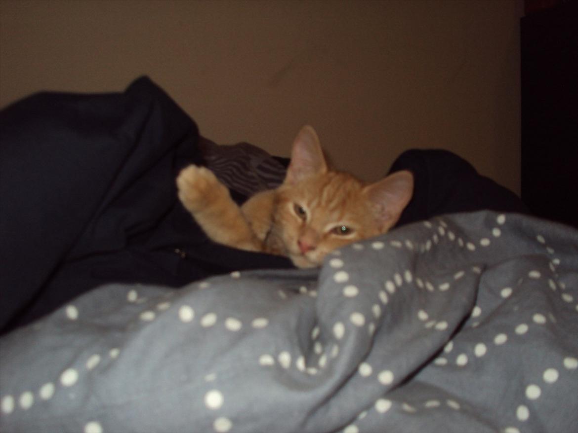 Huskat Milo billede 11