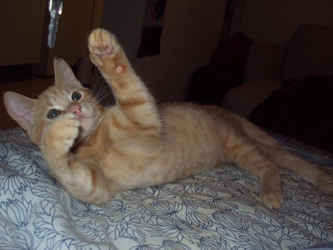 Huskat Milo - :-) billede 9