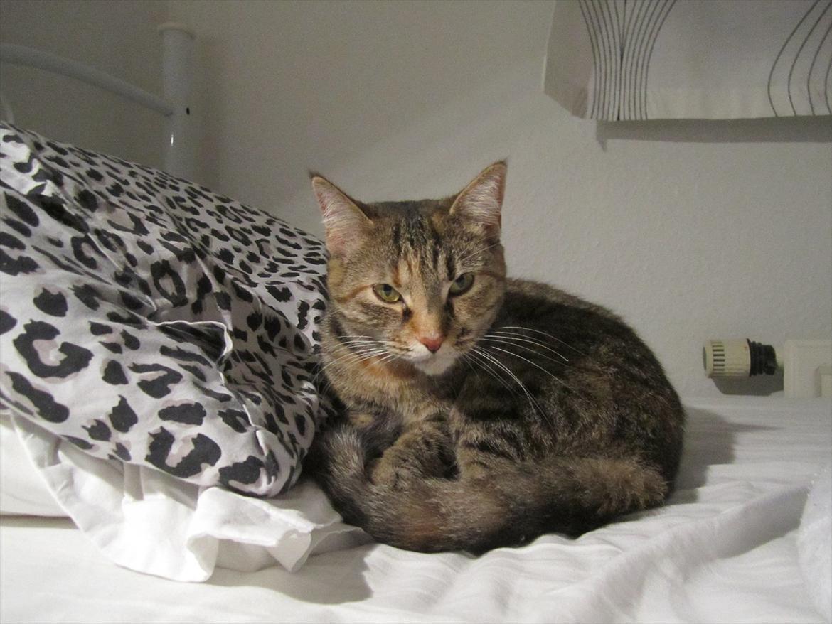 Blanding af racer Nemo billede 6