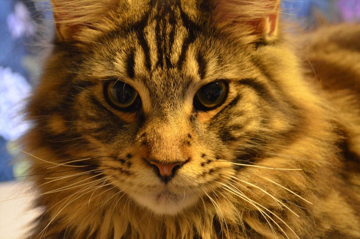 Maine Coon AnkiCoon's 57 Chevy - "Theo" billede 5