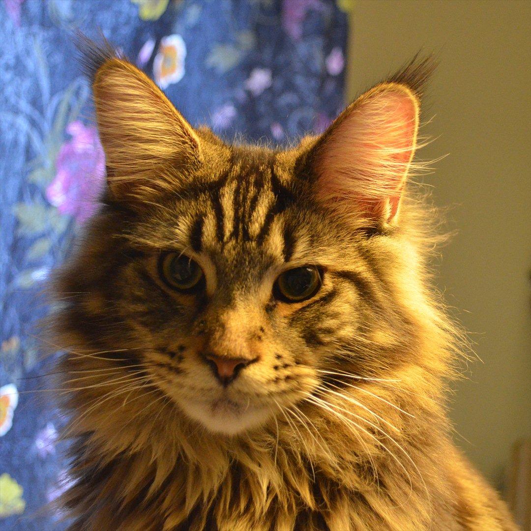 Maine Coon AnkiCoon's 57 Chevy - "Theo" billede 7
