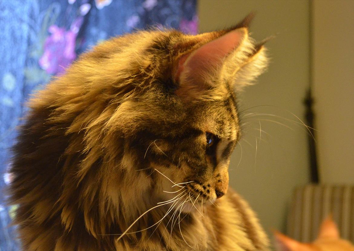 Maine Coon AnkiCoon's 57 Chevy - "Theo" billede 6