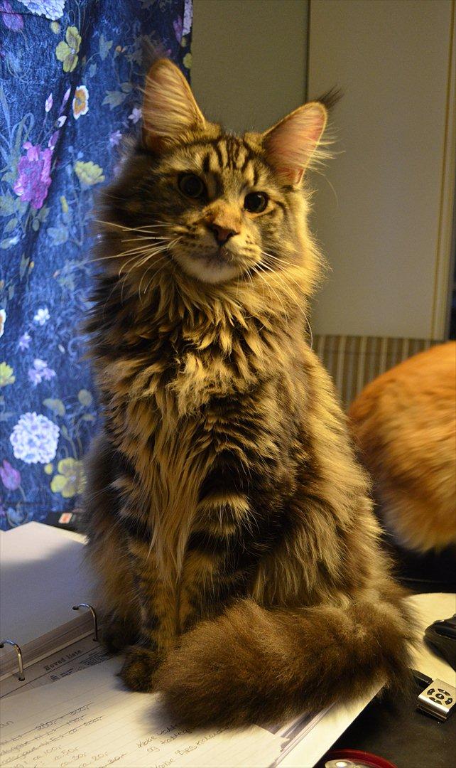 Maine Coon AnkiCoon's 57 Chevy - "Theo" billede 8