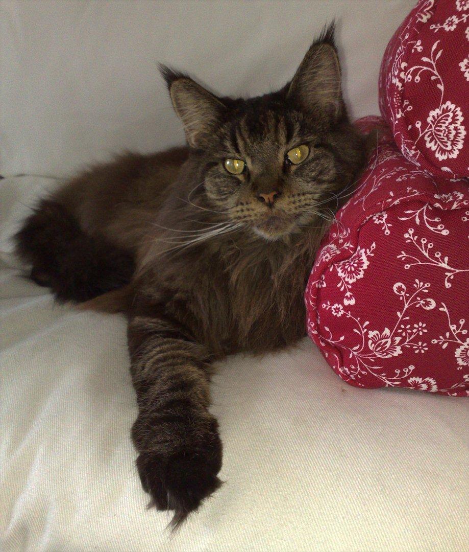 Maine Coon Macoon's Diddi billede 2