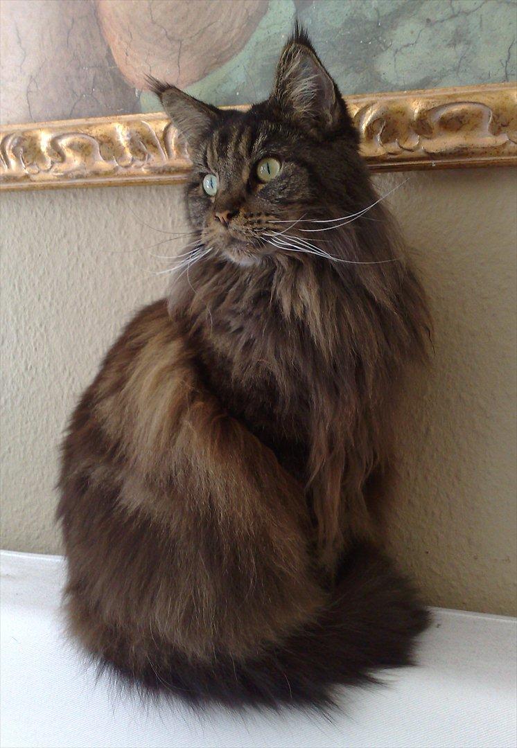 Maine Coon Macoon's Diddi billede 1