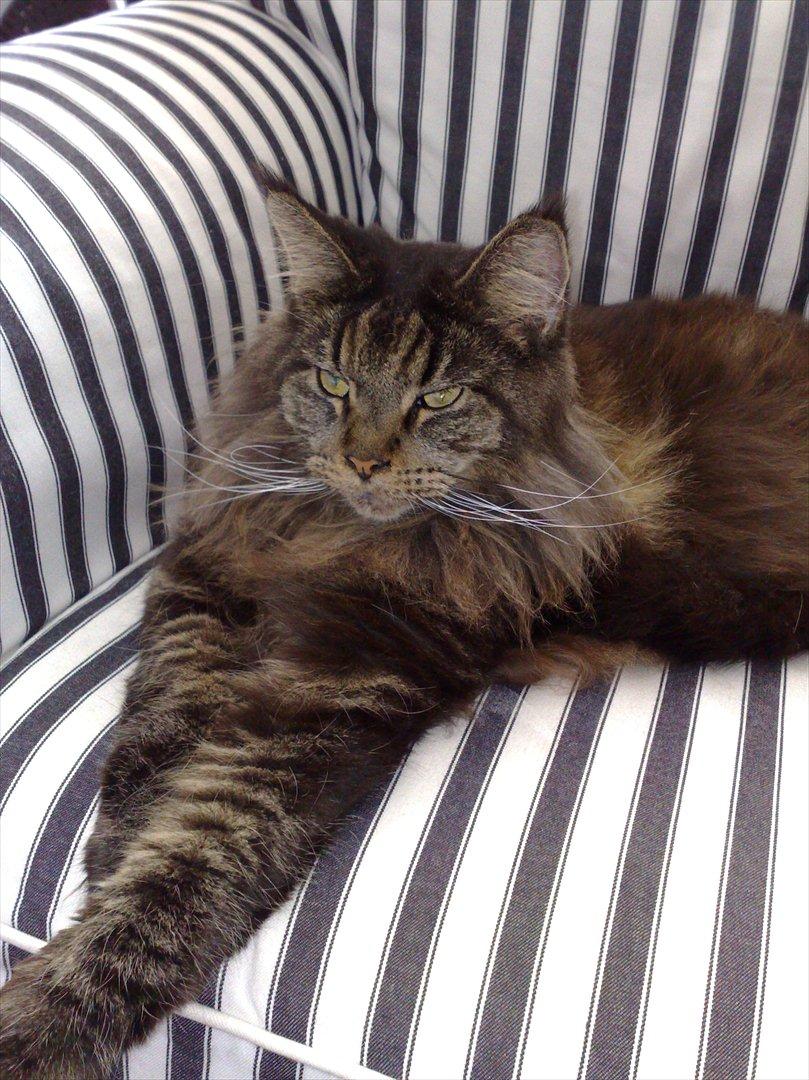 Maine Coon Macoon's Diddi billede 4
