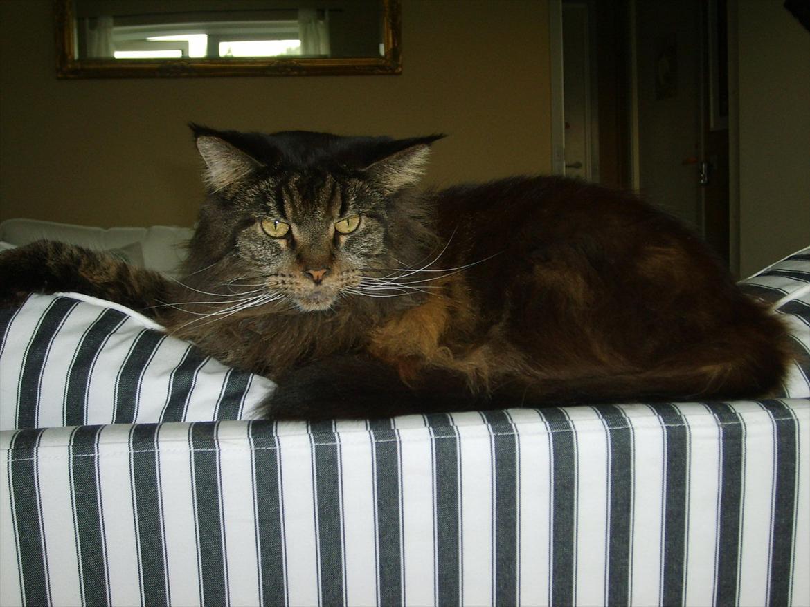 Maine Coon Macoon's Diddi billede 6