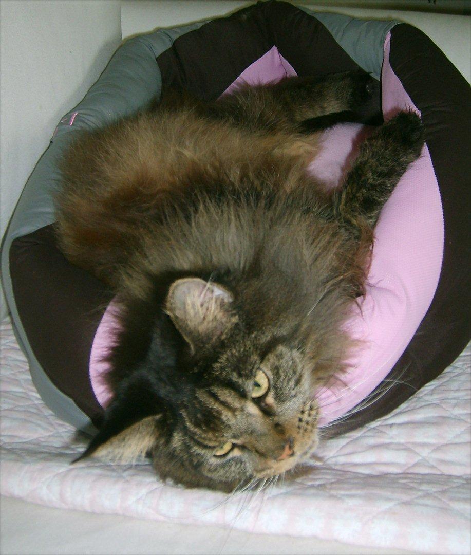 Maine Coon Macoon's Diddi billede 7