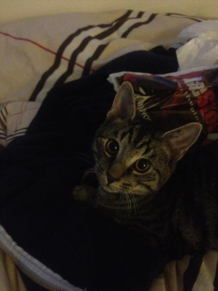 Huskat Boris billede 8