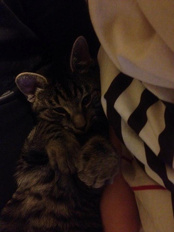 Huskat Boris billede 9