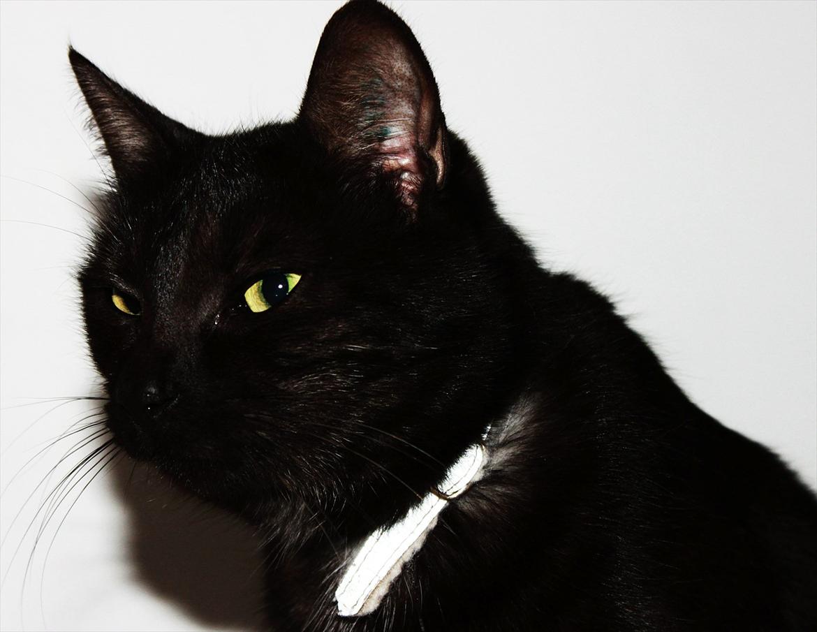 Blanding af racer Perle `Puma´<3 - her syntes jeg virkelig hun ligner en puma :D! billede 1