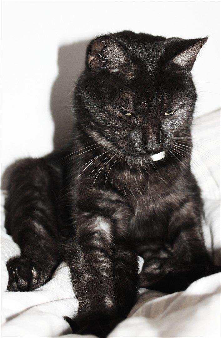 Blanding af racer Perle `Puma´<3 billede 17