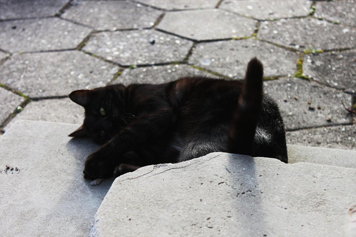 Blanding af racer Perle `Puma´<3 billede 18