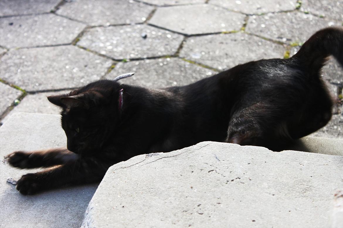 Blanding af racer Perle `Puma´<3 billede 19