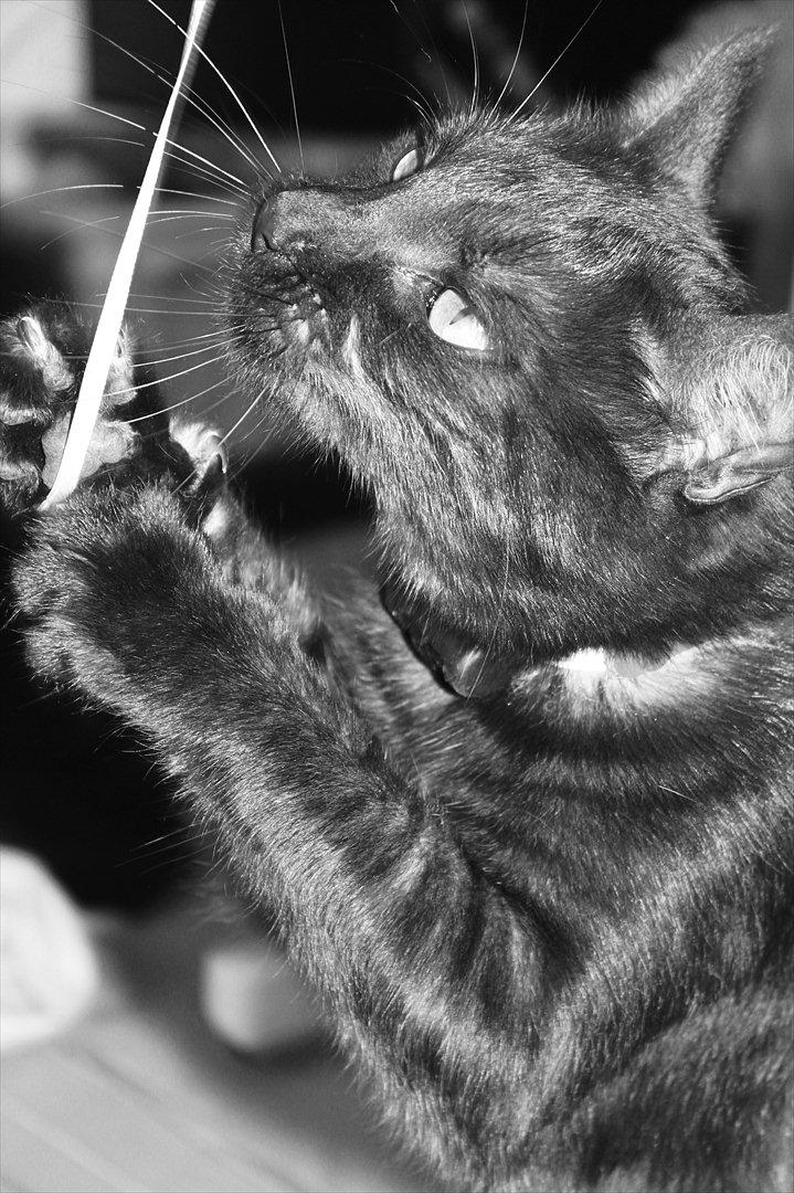 Blanding af racer Perle `Puma´<3 billede 20