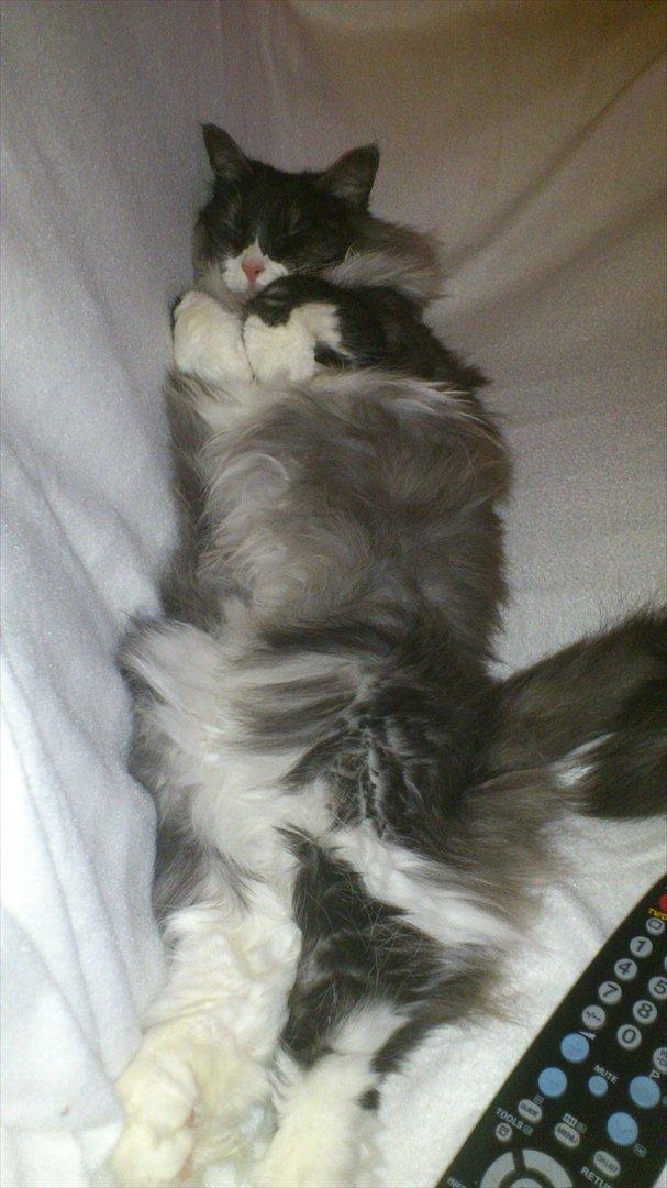 Norsk Skovkat Fiona billede 2