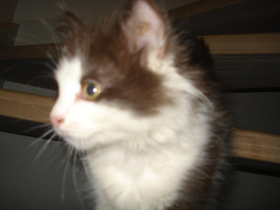 Blanding af racer Bailey billede 1