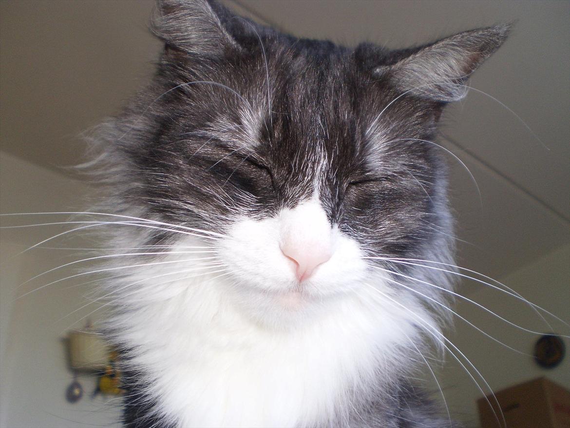 Norsk Skovkat Fiona billede 3