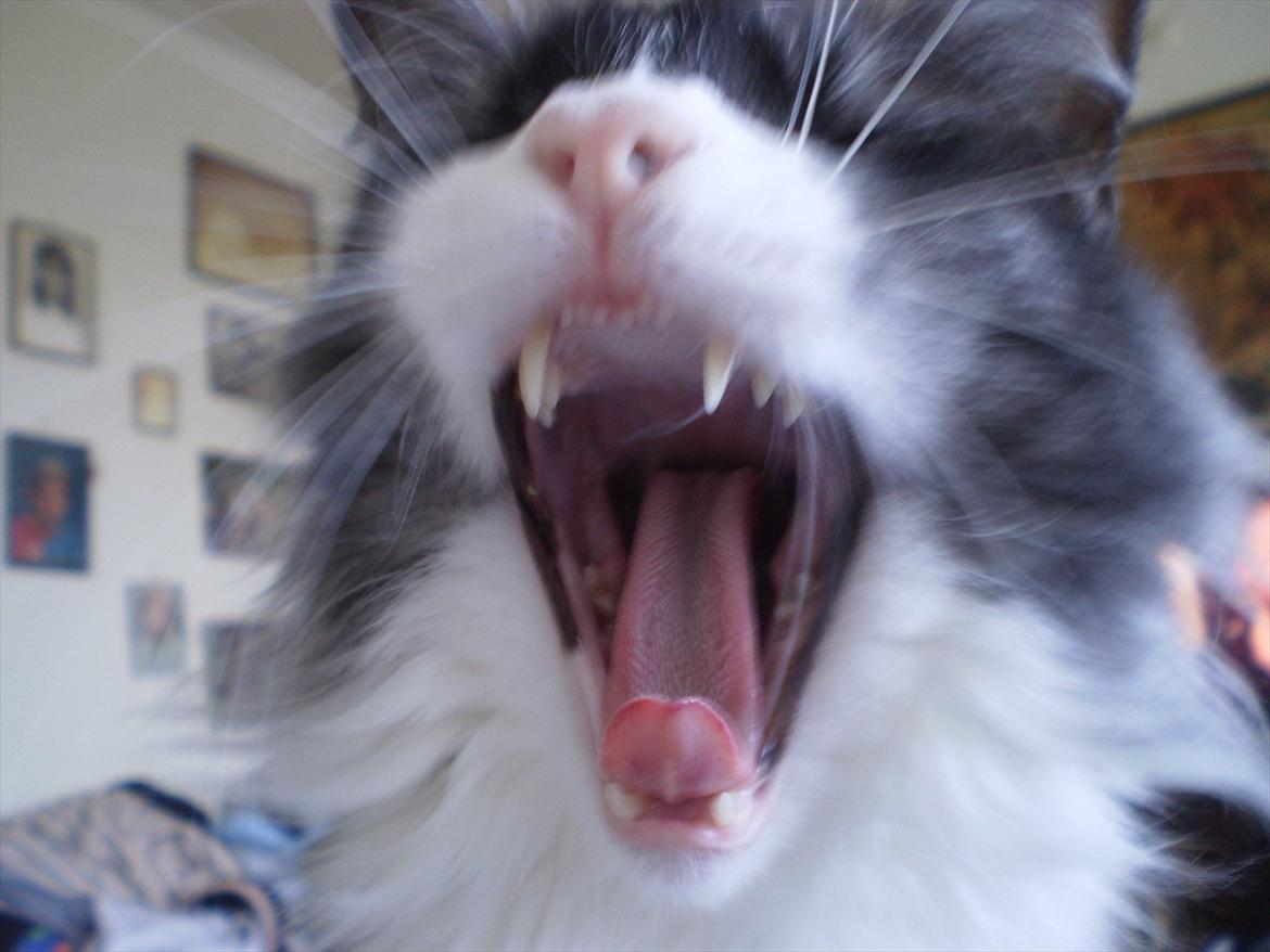 Norsk Skovkat Fiona billede 4