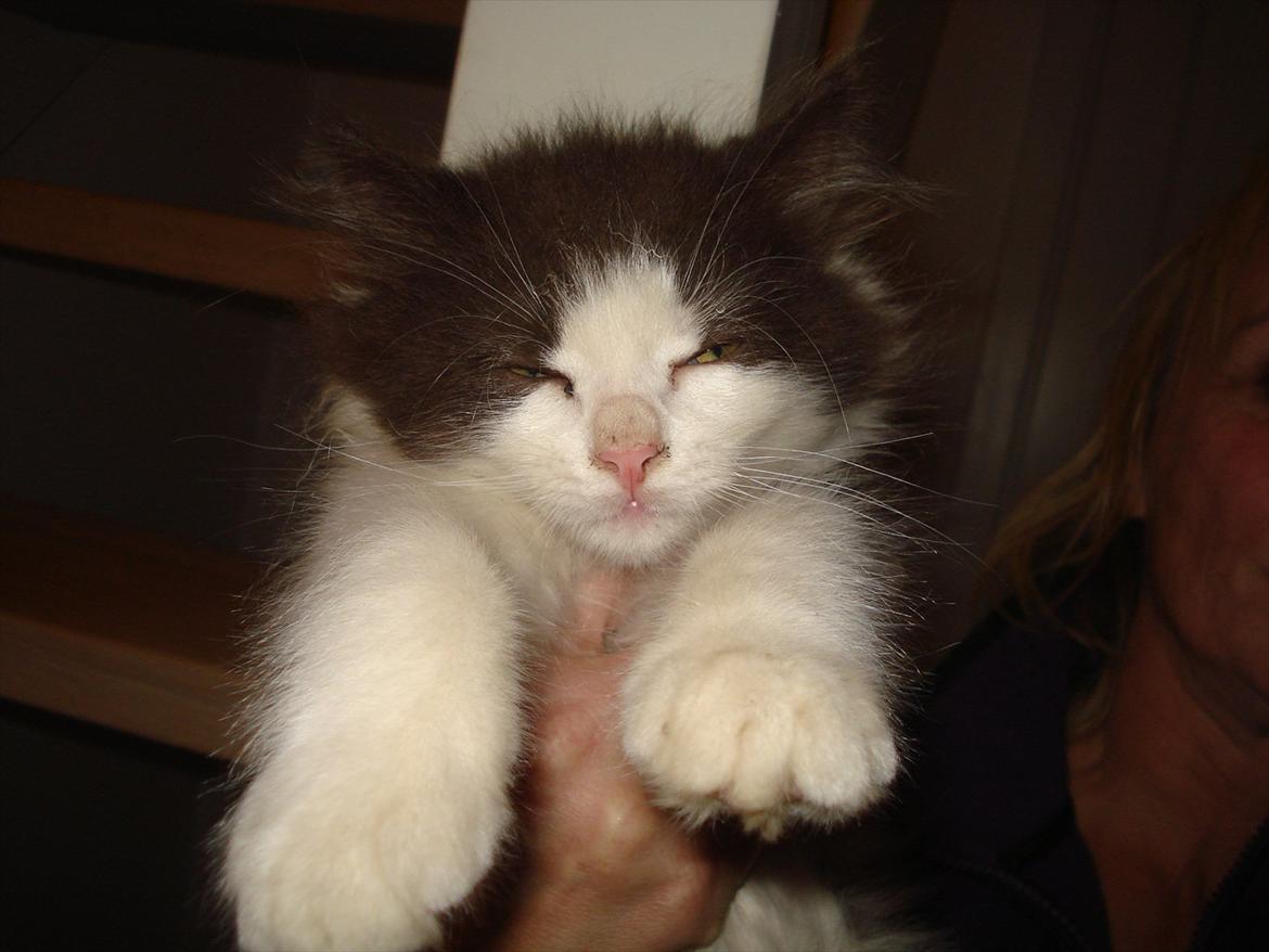 Blanding af racer Bailey - Ikke lige det bedste!:-D  billede 2